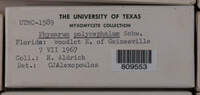 Physarum polycephalum image